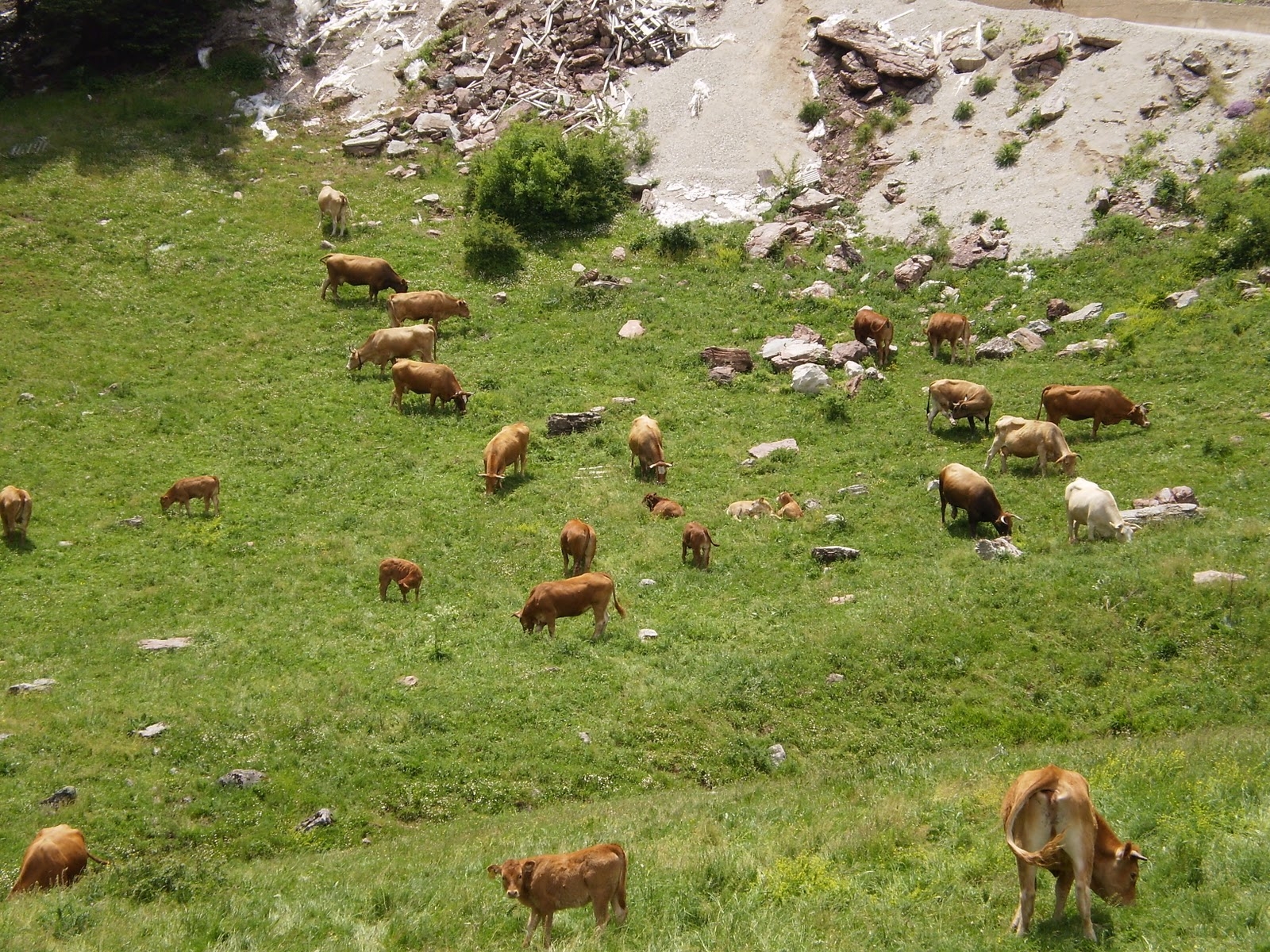 Με… “αλλουνού” βοσκοτόπι για Πόθεν Έσχες παίρνει κανάλι ο Καλογρίτσας