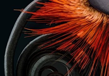 Φωτογραφική περιήγηση στον μαγικό κόσμο της μικροσκοπικής πραγματικότητας