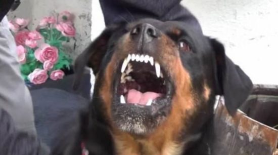 Σκύλος κατακρεούργησε 30χρονο στο Βόλο