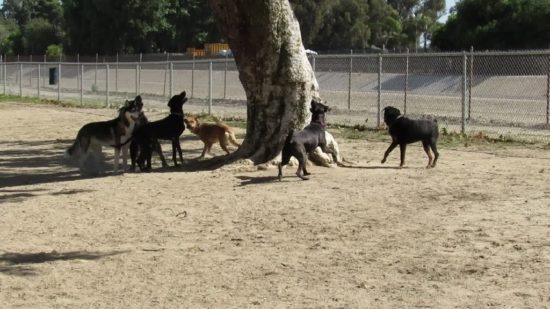 Πώς ένας σκίουρος «ξεγελάει» αγέλη σκύλων! (ΒΙΝΤΕΟ)