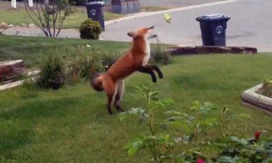 Δείτε το: Αλεπού παίζει με παιχνίδι… σκύλου!