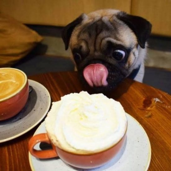 Σε αυτήν την καφετέρια επιτρέπεται μόνο μια ράτσα σκύλων!