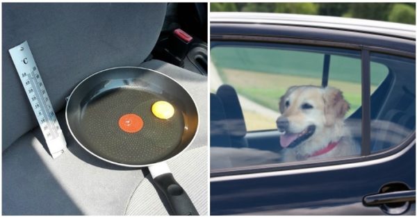 Να γιατί δεν πρέπει να αφήνετε τον σκύλο σας σε αμάξι καλοκαίρι