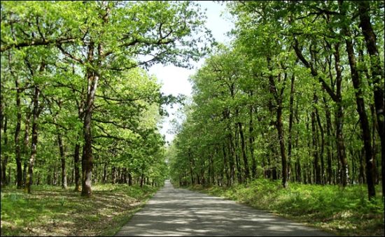 Φάμελλος: Σε 10 ημέρες η πρώτη ανάρτηση των δασικών χαρτών