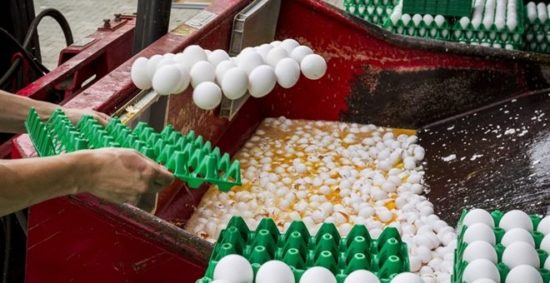 Στα 33 εκατ. ευρώ η ζημιά από τα μολυσμένα αυγά για την Ολλανδία