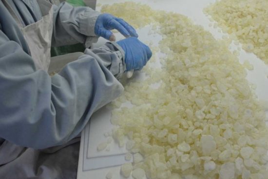 Δημιουργία ερευνητικού κέντρου για το «θησαυρό της Χίου», τη μαστίχα