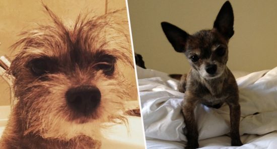 Γυναίκα πουλάει όλα τα υπάρχοντά της για να σώσει τον σκύλο της