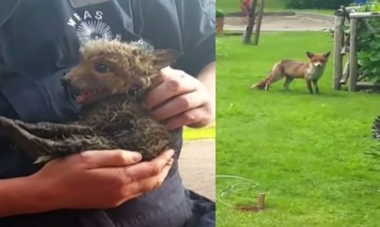 Αλεπού περίμενε τους διασώστες να απεγκλωβίσουν το μωρό της από σωλήνα (ΒΙΝΤΕΟ)