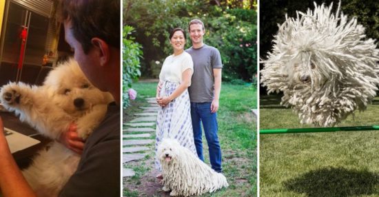 Ο πιο δημοφιλής σκύλος των social media – Το «θηρίο» του Μαρκ Ζάκερμπεργκ