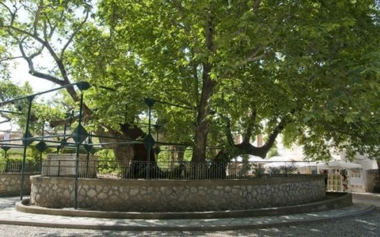 Ιάπωνας επιχειρηματίας θέλει να σώσει τον πλάτανο του Ιπποκράτη