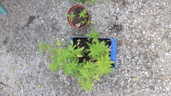 Συνελήφθη 49χρονος στη Δράμα, που ετοίμαζε μεγάλη χασισοφυτεία