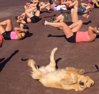 Απίστευτο: Σκύλος γυμνάζεται πλάι σε γυναίκες κάνοντας «ποδήλατο»!