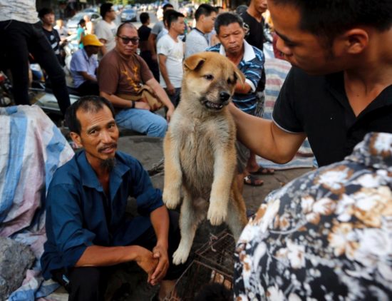 Δικαστήριο της Νότιας Κορέας αποφάσισε ότι είναι παράνομη η σφαγή σκύλων για το κρέας τους