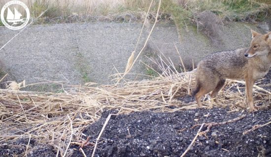 Αειφόρος Διαχείριση του Χρυσού Τσακαλιού στο Αεροδρόμιο Σάμου