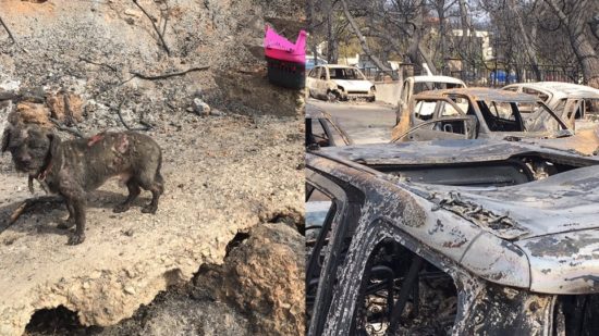 Σοκάρουν οι μαρτυρίες: Ακούσαμε τις κραυγές παιδιού που πήδηξε στο γκρεμό