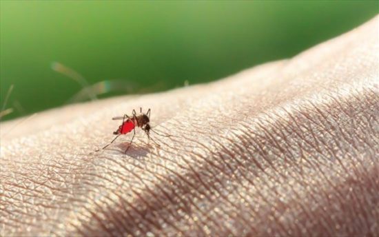 ΠΟΕΔΗΝ: Ανησυχητική η εξάπλωση του ιού του Δυτικού Νείλου