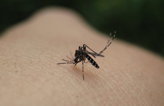 ΚΕΕΛΠΝΟ: Ο ιός του Δυτικού Νείλου έχει μολύνει 28.000 ανθρώπους