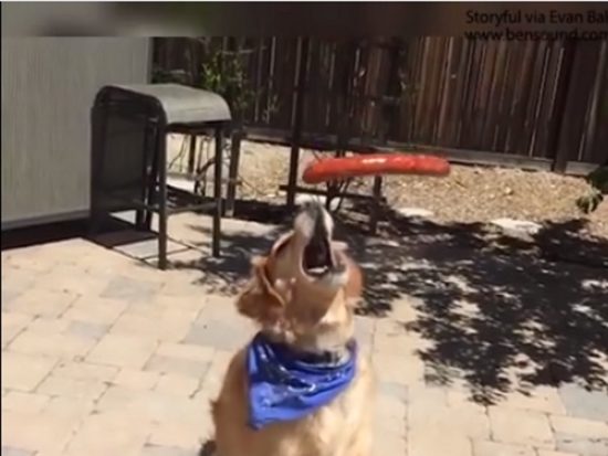 Αυτός ο σκύλος δεν μπορεί με τίποτα να πιάσει το φαγητό στον αέρα!