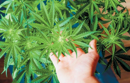 Δουλειές με… φούντες με την ιατρική κάνναβη
