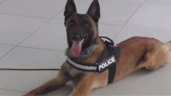 Μισό κιλό χασίς εντόπισε στα Λεχαινά ο «Κάλιμαν» της ΕΛ.ΑΣ.