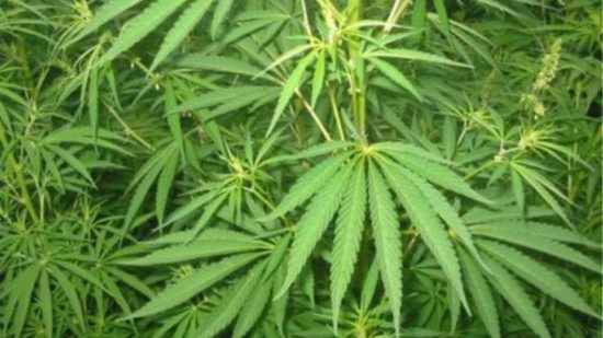 Καλλιεργούσαν και πωλούσαν υδροπονική κάνναβη στην Εύβοια
