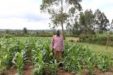 Οι ανεπαρκείς βροχοπτώσεις μειώνουν τις προοπτικές ανάπτυξης της Κένυας