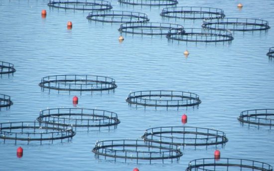 Σελόντα: Μείωση 6,36% στον κύκλο εργασιών το 2018