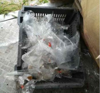 Νέο «χτύπημα» του ΣΔΟΕ: Κατασχέθηκαν ακατάλληλα τρόφιμα και μια Porsche