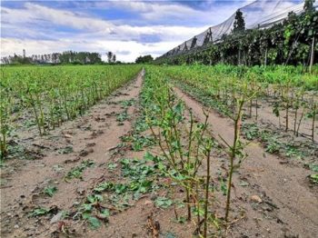 Χαλκιδική: «Δεν έχουμε ξαναδεί τέτοια καταστροφή» λένε οι αγρότες