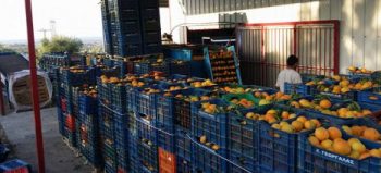 Παγκόσμιος Οργανισμός Εσπεριδοειδών: Ποια είναι η πρόβλεψη για την Ελλάδα, πού κινούνται οι τιμές