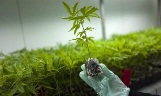 Φαρμακευτική κάνναβη: Δόθηκε η έγκριση για επενδύσεις €360 εκατ.