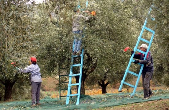 «Χρυσή» χρονιά για το ελαιόλαδο της Κρήτης – Θα ξεπεράσει τους 100.000 τόνους η φετινή παραγωγή