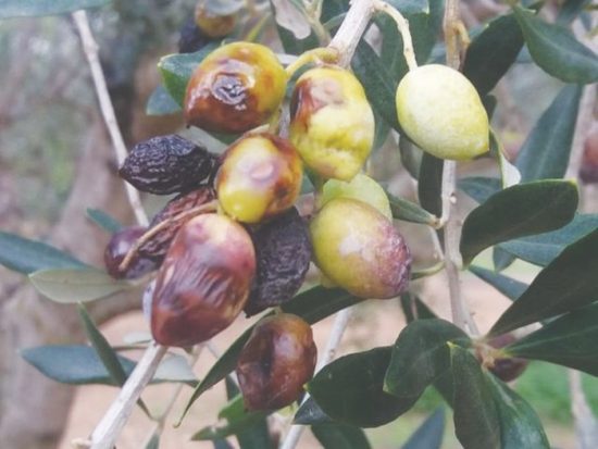 Αναζητούνται τρόποι αποζημίωσης των ελαιοκαλλιεργητών Κρήτης