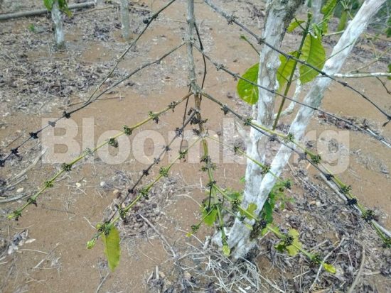 Απειλεί να μας… κόψει τον καφέ η ξηρασία στην άλλη άκρη του κόσμου