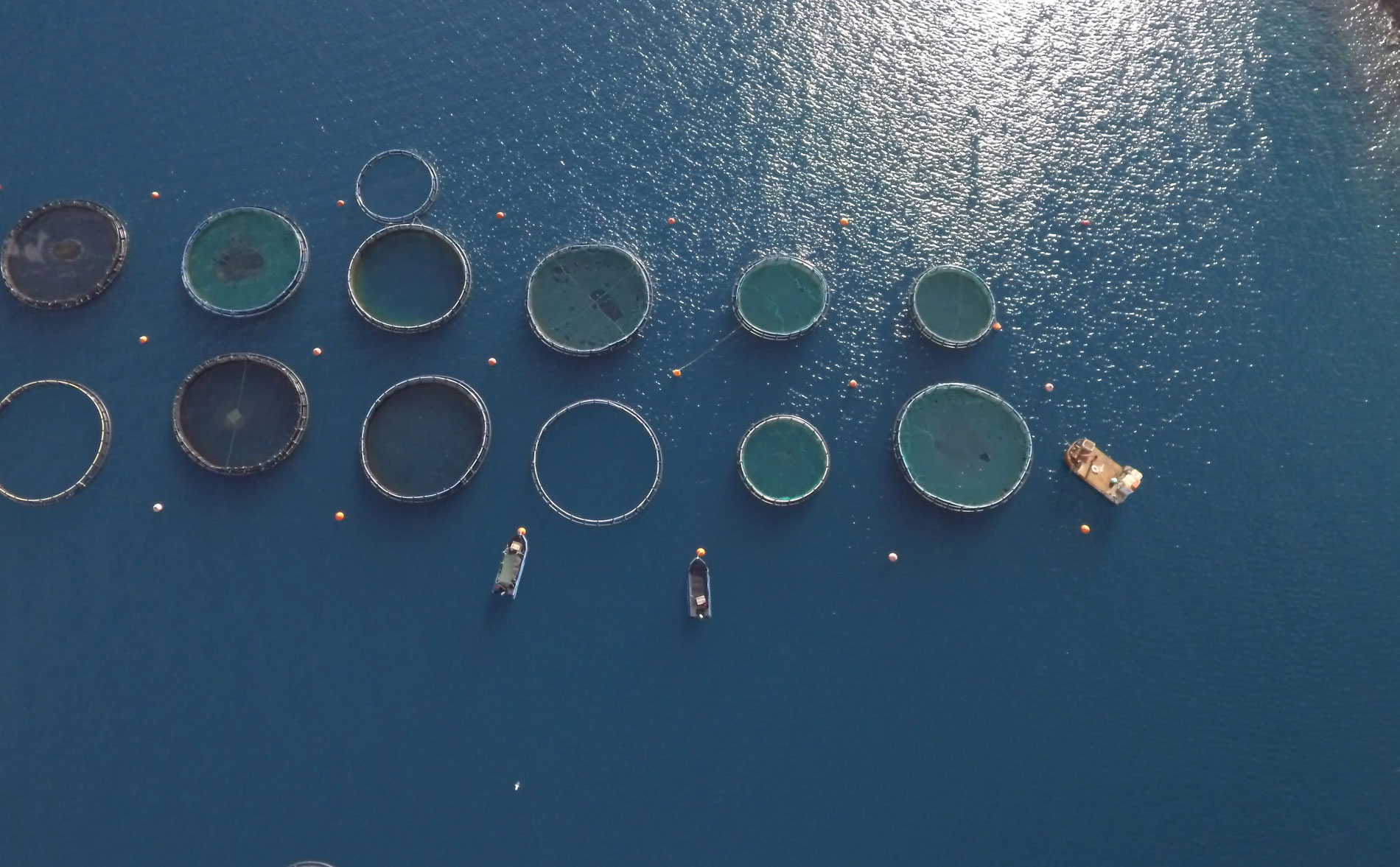 ΑΒ Βασιλόπουλος και WWF συμπράττουν για την προστασία των ελληνικών θαλασσών