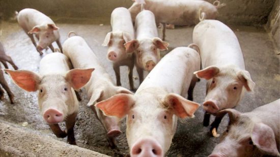 Πρώτο κρούσμα αφρικανικής πανώλης των Χοίρων στην Ελλάδα