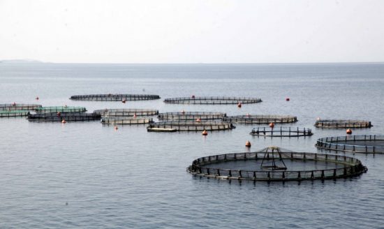 Επ. Ανταγωνισμού: Πράσινο φως για την απορρόφηση της Περσευς από την Andromeda Seafood