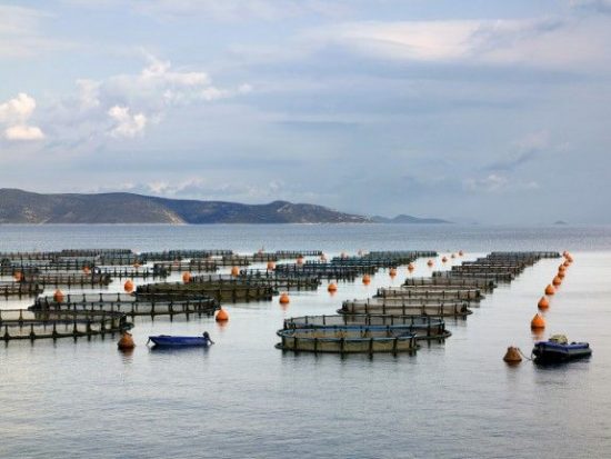 ICAP: Σε ανοδική πορεία οι ελληνικές ιχθυοκαλλιέργειες