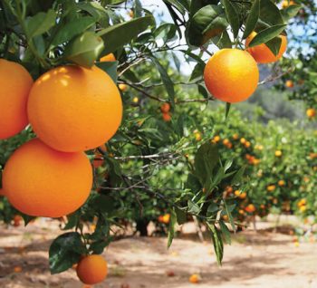 DW: Πορτοκάλια και λεμόνια μπορεί να γίνουν είδη πολυτελείας