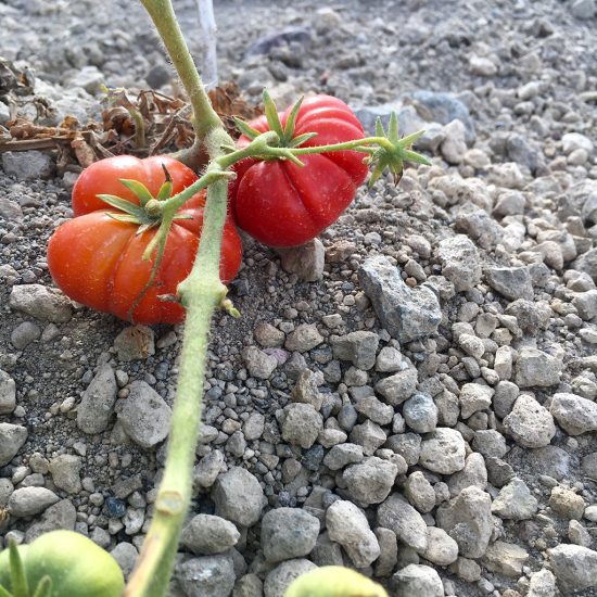 Πάνω από 80 εκατ. ευρώ οι ενισχύσεις γεωργικών προϊόντων