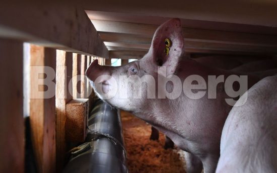 Bloomberg: Πετούν τα γουρούνια; Κι όμως… πετούν, με Boeing 747 για Κίνα