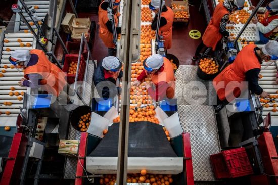 Παραγωγή εσπεριδοειδών: «Σκωτσέζικο ντους» με τις τιμές εν μέσω πανδημίας