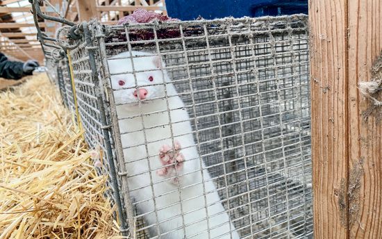 Κοζάνη: Ξεκίνησε η θανάτωση των μινκ που μολύθηκαν από κορωνοϊό