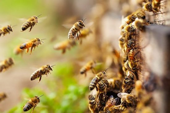 Η Αυστραλία κάνει τώρα lockdown στις… μέλισσες