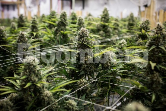 Έρχεται η νομιμοποίηση της καλλιέργειας κάνναβης στη μεγαλύτερη εξαγωγό του πλανήτη