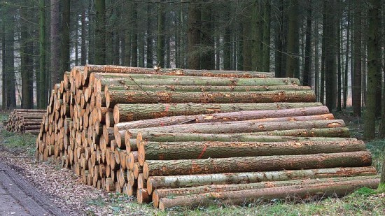 Η κοπή δέντρων, η κλιματική αλλαγή και η βιομηχανία