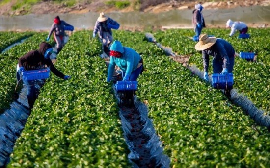 Πολίτες – εργαζόμενοι από τρίτες χώρες: Αυτή είναι η νέα διαδικασία ηλεκτρονικής υποβολής μετάκλησης στον αγροτικό τομέα