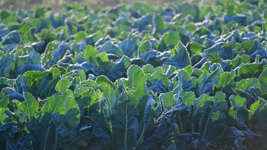 ΕΛΓΑ: Παράταση στην προθεσμία πληρωμής της ειδικής ασφαλιστικής εισφοράς