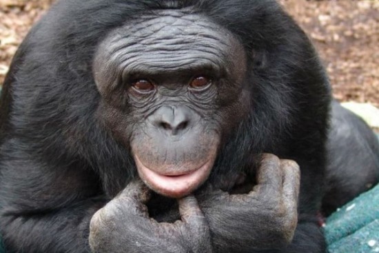 ΗΠΑ: Συναγερμός για το πρώτο κρούσμα ευλογιάς των πιθήκων σε άνθρωπο