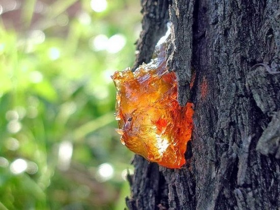 ΥΠΕΝ: Έγκριση της ενίσχυσης για τους ρητινοσυλλέκτες